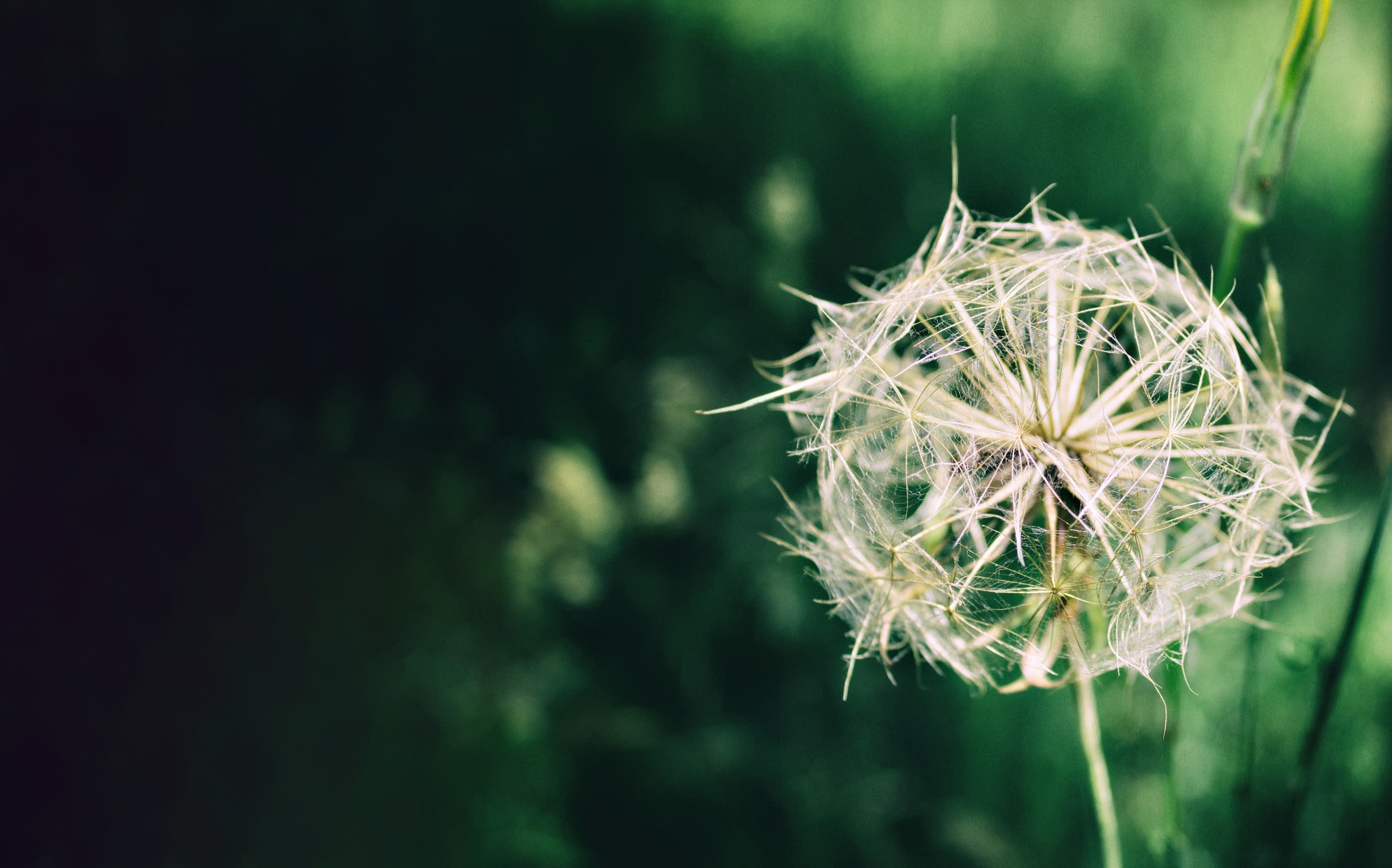 Close-up of a dandelion seed head with delicate white fibers against a blurred green background.
